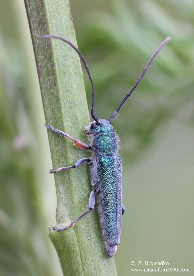 kozlíček, Phytoecia caerulea (Scopoli, 1772), Cerambycidae (Brouci, Coleoptera)